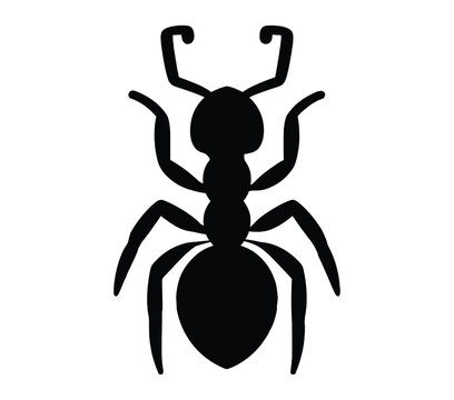 Acacia Ant silhouette icon. Vector image.