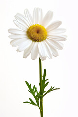Single vibrant daisy with a bright yellow center and white petals on a clean white background, ideal space for text, perfect for spring and floral concepts