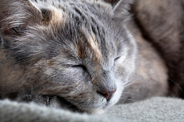 Naklejka na ściany i meble Front view of cute beautiful cat sleeping on a sofa.