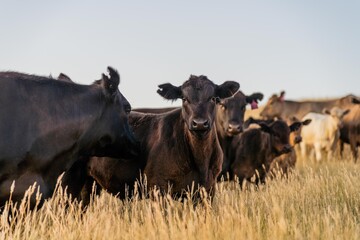 cow in a field at sunset on a summer in a dry drought in summer in australia on at agricultural farm - obrazy, fototapety, plakaty