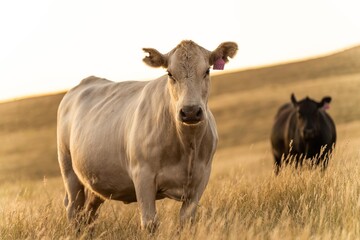 Close up of fat Angus and Murray Grey Cows eating long pasture in Australia at dusk