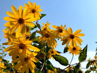 yellow flowers on blue sky background