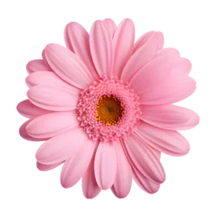 Foto op Plexiglas Beautiful pink gerbera flower isolated on white and transparent background © SHOHIDGraphics