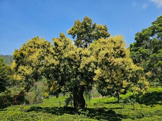 Fototapeta premium Mango trees with flowers at Coonoor, Tamil Nadu, India. 