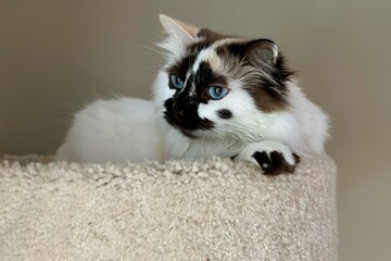 A breathtaking white and brown, long-haired female Siamese mix cat, gazes to the left while...