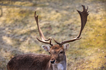 portrait picture of a male sika deer with antlers