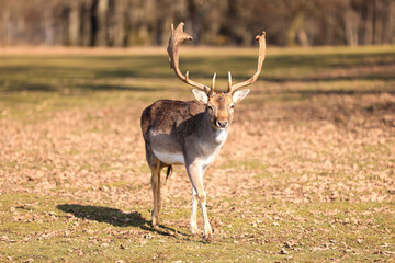 a male sika deer with antlers