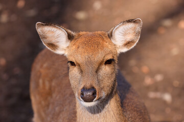 portrait image of a female sika deer