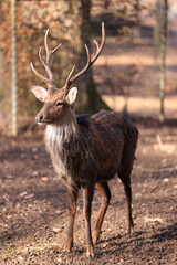a male sika deer with antlers