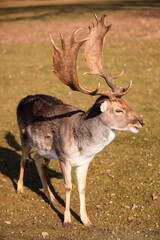 Naklejka na ściany i meble a male sika deer with antlers
