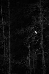 a single great egret sits on a bare tree with black background