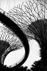 black and white picture of the silhouette of the trees in garden by the bay, Singapore