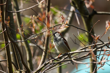 a sparrow sits on a twig of a bush