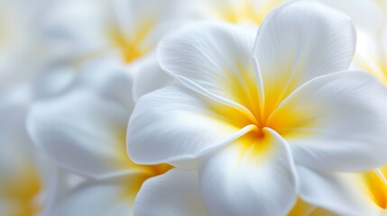 Fototapeta na wymiar Background pattern close up of tropical white and yellow frangipani flowers.