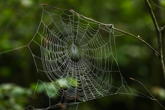 spider web with dew drops in the green forest