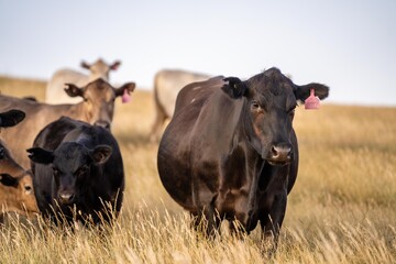 fat Beef cows and calfs grazing on grass in south west victoria, Australia. in summer grazing on dry tall pasture. breeds include angus and murray grey livestock