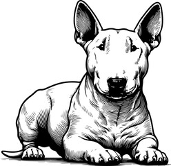 bull terrier dog pet portrait in line art or stencil art illustration, isolated on transparent background