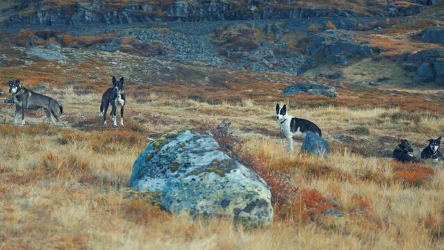 A pack of sled dogs resting in the autumn tundra.