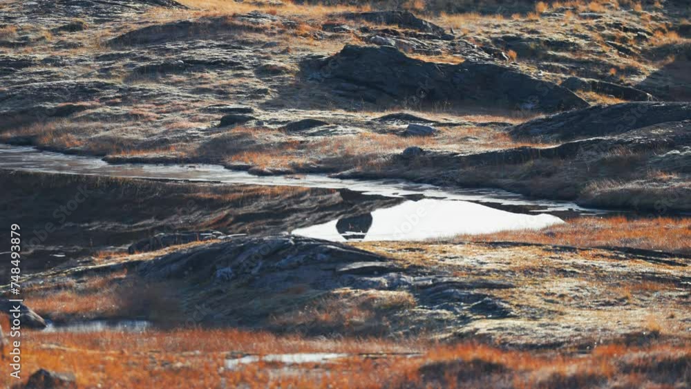Poster Reflections in the mirrorlike shallow pond with frozen edges and rock banks in autumn tundra. Parallax video.