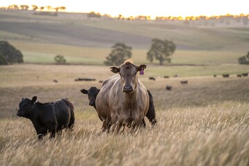 Fat Beef cows grazing on native grasses in a field on a farm practicing regenerative agriculture in Australia. Hereford cattle on pasture. livestock Cows in a field at sunset with golden light.