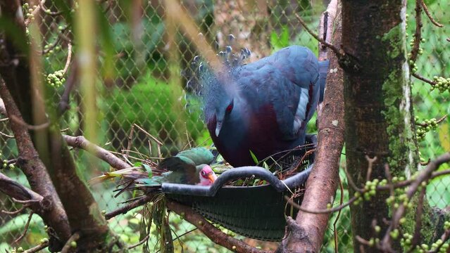Male jambu fruit dove, ptilinopus jambu roosting in the nest of a Victoria crowned pigeon, Victoria crowned pigeon using its beak and pecked on the little home intruder, close up shot.
