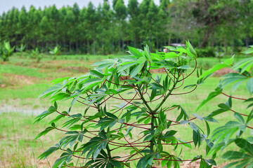 Cassava tree grow up on plantation