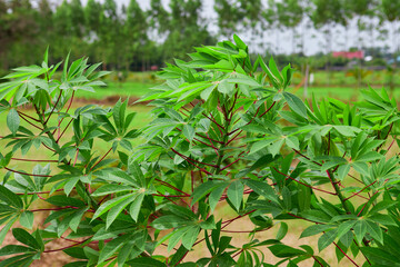 Cassava tree grow up on plantation