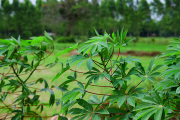 Cassava tree grow up on plantation