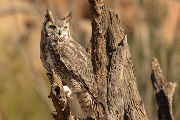 A Great Horned Owl sits on the weathered branch of a dead tree trunk facing left but turning it's head to look off towards the right on a sunny day in the desert of Arizona, USA.