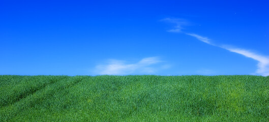 Sky, space and field with landscape of grass, agro farming and outdoor plant growth in summer....