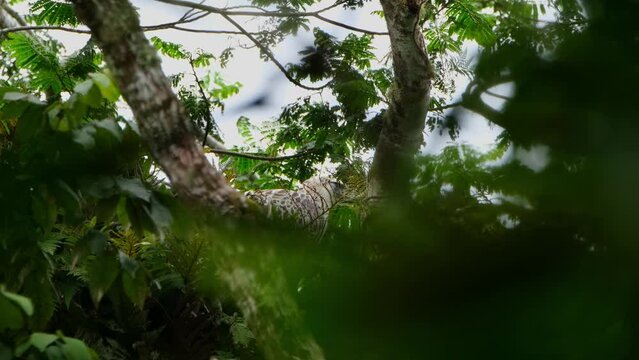 Camera zooms in while this Eagle looks to the right, Philippine Eagle Pithecophaga jefferyi, Philippines