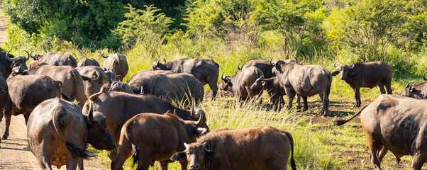 Kaffernb&uuml;ffel im Naturreservat Hluhluwe Nationalpark S&uuml;dafrika