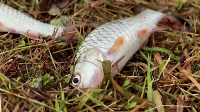 A newly caught bald fish lies on the grass and wiggles its gills. Fisherman caught hampala fish. Sport fishing or poaching.
Hampala macrolepidota.