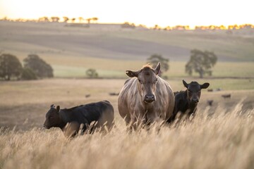 beautiful cattle in Australia  eating grass, grazing on pasture. Herd of cows free range beef being regenerative raised on an agricultural farm. Sustainable farming of food crops. Cow in field © Phoebe
