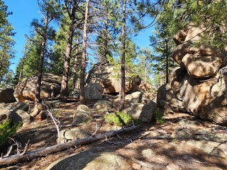 tree in the rocks, arboles en las rocas