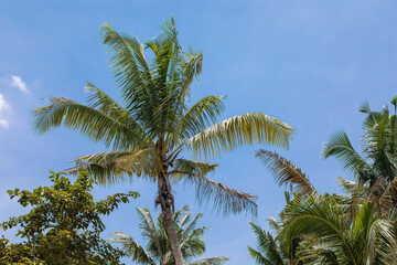 Obraz premium green palm leaves, natural background
