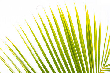 green palm leaves, natural background