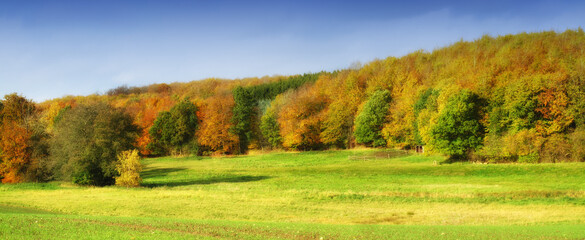 Obraz premium Landscape, fields and forest with countryside for trees, agro farming and plant growth in nature. Background, environment and autumn with horizon, green lawn or natural pasture for grass in the woods