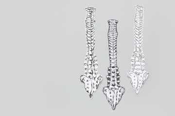 Paper spines on light background