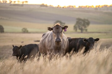 beautiful cattle in Australia  eating grass, grazing on pasture. Herd of cows free range beef being...
