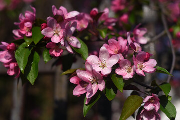 Blooming tree branches. Spring flowering. Macro