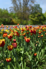 Yellow tulips in the garden