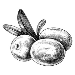 Olives sketch vector vintage illustration 