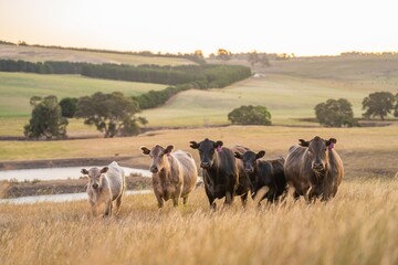 cows and calfs grazing on dry tall grass on a hill in summer in australia. beautiful fat herd of...