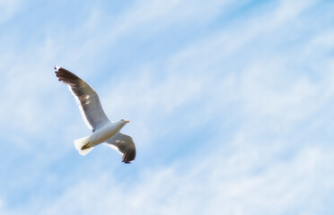 Flight, freedom and bird in sky on mockup space, animals in migration and travel in air. Nature, wings and seagull flying in calm clouds, tropical summer and wildlife with feathers on hunting journey