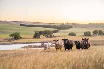beautiful cattle in Australia  eating grass, grazing on pasture. Herd of cows free range beef being regenerative raised on an agricultural farm. Sustainable farming of food crops. Cow in field