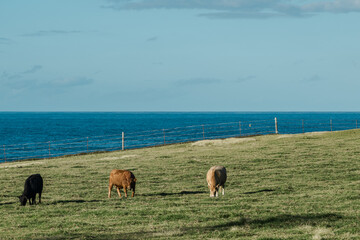 Cattle (Bos taurus) are large, domesticated, bovid ungulates widely kept as livestock.  Hookipa Lookout, Paia Maui Hawaii