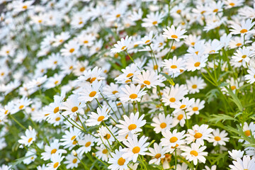 Flowers, daisies and field in nature in the countryside, environment and park in summer. Leaves, white plant and meadow at garden outdoor for growth, ecology and natural floral bloom with closeup