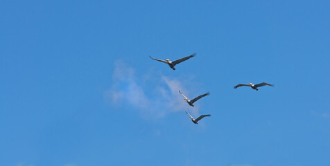 Formation, freedom and group of birds on blue sky together, animals in migration flight and travel in air. Nature, wings and flock flying with calm clouds, tropical summer and wildlife with feathers