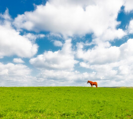 Horse, grass field and countryside land in summer or travel environment fr explore Texas, vacation...